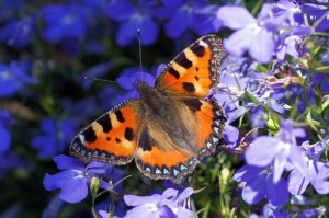 Kleine Vos - Aglais urticae