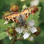 Kleine Vos - Aglais urticae