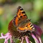 Kleine Vos - Aglais urticae