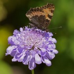 Kleine Vos - Aglais urticae