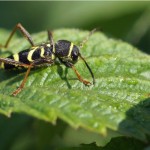 Kleine Wespenboktor - Clytus arietis