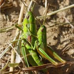 Kleine Gouden Sprinkhaan -Euthystira brachyptera