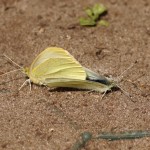 Parende Klein Koolwitje of knollenwitje - Pieris rapae