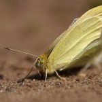 Parende Klein Koolwitje of knollenwitje - Pieris rapae