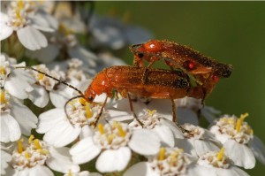 Kleine Rode Weekschildkever, Soldaatje of Rode Weekschild Rhagonycha fulva