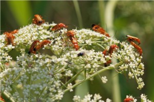 Kleine Rode Weekschildkever, Soldaatje of Rode Weekschild Rhagonycha fulva