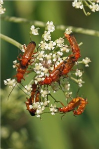 Kleine Rode Weekschildkever, Soldaatje of Rode Weekschild Rhagonycha fulva