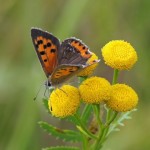 Kleine Vuurvlinder - Lycaena phlaeas