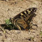 Koninginnepage - Papilio machaon