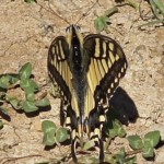 Koninginnepage - Papilio machaon