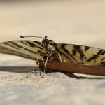 Koningspage - Iphiclides podalirius - Griekenland, lesbos