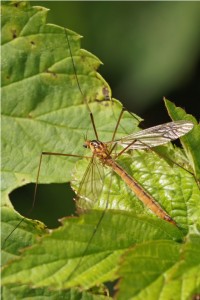 Langpootmug -Nephrotoma appendiculata 