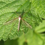 Koollangpootmug -Tipula oleracea