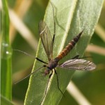 Langpootmug - Nigrotipula nigra