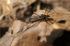 Langpootmug-Nephrotoma-crocata