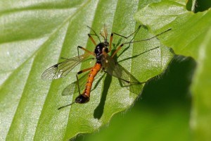 Houtlangpootmug - Tanyptera atrata