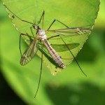 Langpootmug -Tipula vernalis