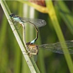 Lantaarntje -Ischnura elegans