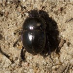 Voorjaarsmestkever - Geotrupes vernalis