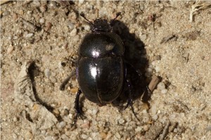 Voorjaarsmestkever - Geotrupes vernalis