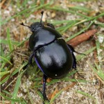 Voorjaarsmestkever - Geotrupes vernalis