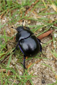 Voorjaarsmestkever - Geotrupes vernalis