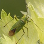 Aardappelprachtblindwants - Closterotomus norwegicus