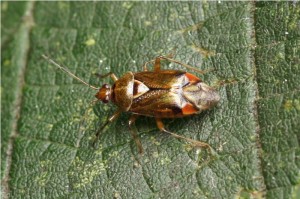 Miridae -Deraeocoris olivaceus