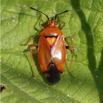 Rode Halsbandwants -Deraeocoris ruber