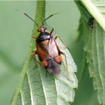 Rode Halsbandwants -Deraeocoris ruber