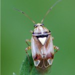 Miridae -Lygus cf. pratensis