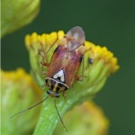 Miridae -Heidewants -Lygus cf. pratensis