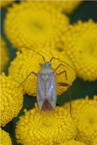 Miridae -Placochilus seladonicus