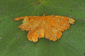 Oranje iepentakvlinder