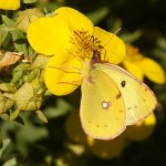 Oranje Luzernevlinder- Colias croceus