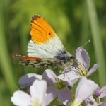 Oranjetipje - Anthocharis cardamines