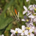 Oranjetipje - Anthocharis cardamines