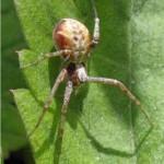 Gewone Renspin -Philodromus cf cespitum 