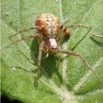 Gewone Renspin -Philodromus cf cespitum 