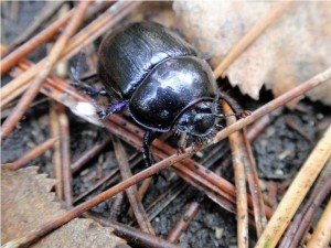 Bosmestkever - Geotrupes stercorosus