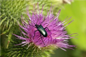 Paarse boktor.-Callidium-violaceum