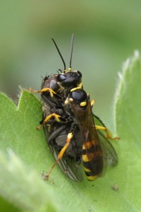 Graafwesp Gewone Vliegendoder Mellinus arvensis