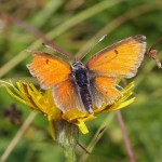 Rode Vuurvlinder -Lycaena hippothoe