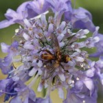 Roestbruine Kromlijf - Sicus ferrugineus