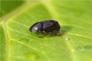 Veldmestkever - Aphodius spec.