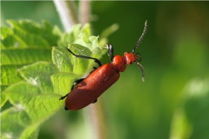 Roodkopvuurkever - Pyrochroa serraticornis