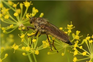 Roodbaardroofvlieg -Eutolmus rufibarbis