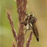 Roodbaardroofvlieg -Eutolmus rufibarbis