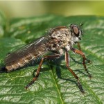 Gewone Roofvlieg - Tolmerus atricapillus