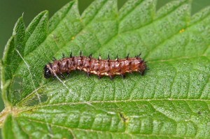 Rups Atalanta - Vanessa atalanta